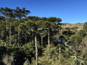 sao joaquim - Serra do Rio do Rastro (SC): descubra este destino incrível