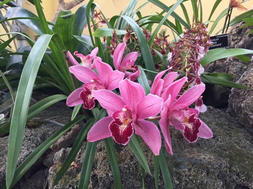 jardim botânico