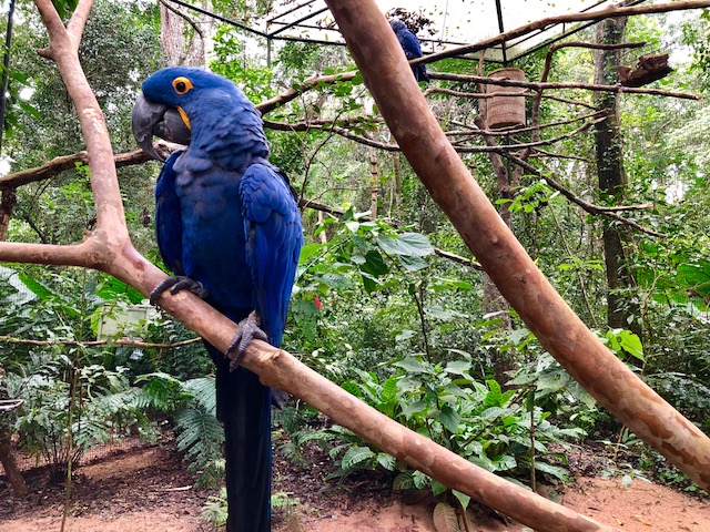 arara azul parque das aves