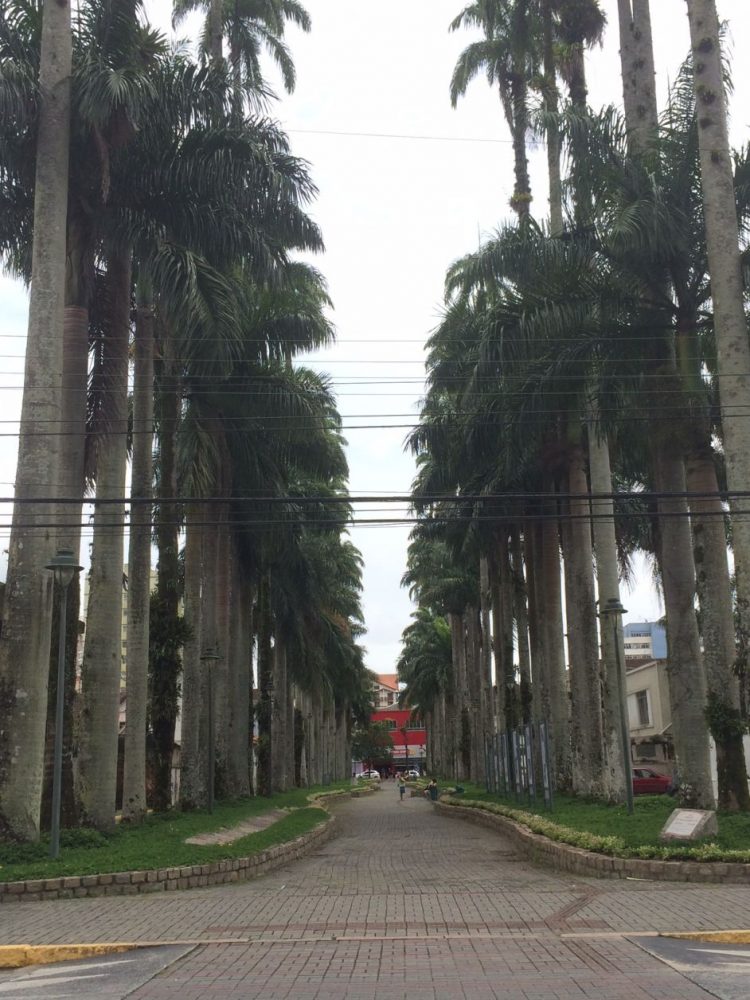 rua das palmeiras joinville