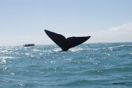 baleia franca Santa Catarina