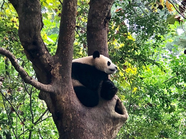 como visitar urso panda na china