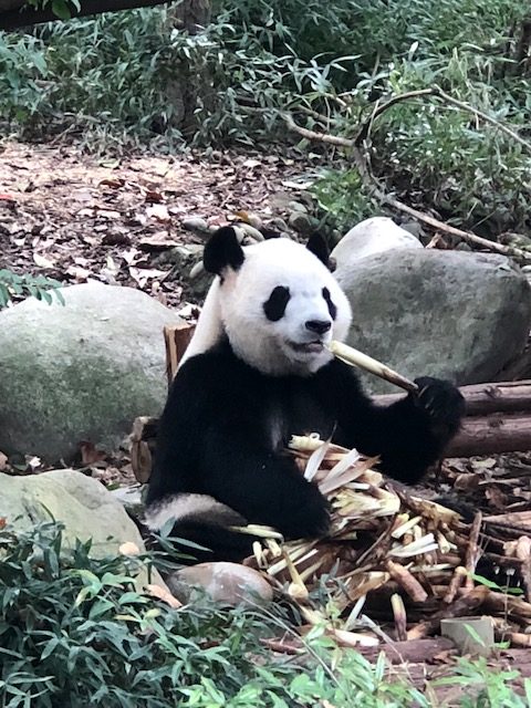 onde ver panda