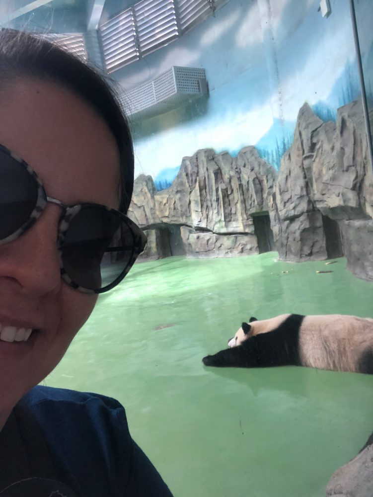 urso panda china